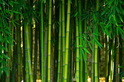 4 Unexpected Uses for Bamboo on World Bamboo Day | Swole Panda 
