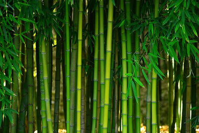 4 Unexpected Uses for Bamboo on World Bamboo Day