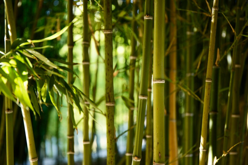 7 Reasons Why Bamboo is Better Than Merino Wool