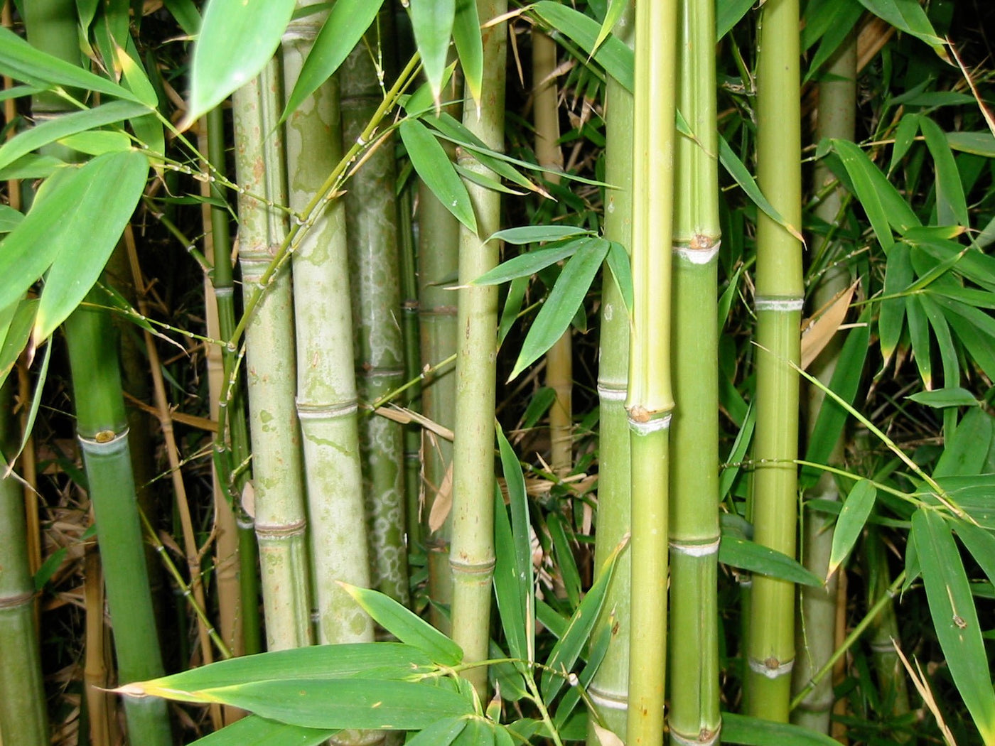 Is Bamboo an Environmentally Friendly Fabric? | Swole Panda 